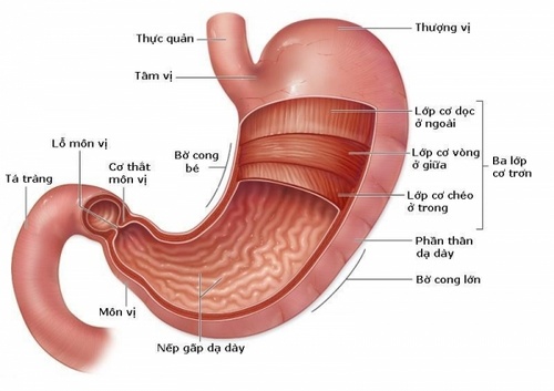 Bệnh Ung Thư Dạ Dày Ăn Tổ Yến Sào Được Không